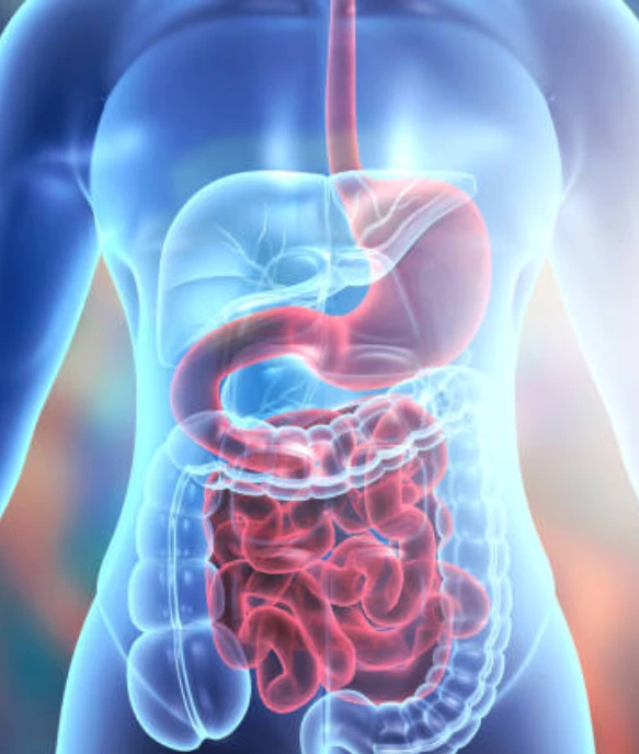 Transparent torso showing digestive system organs highlighted in red