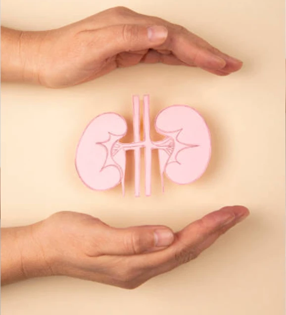 Hands holding model of human kidneys for organ care
