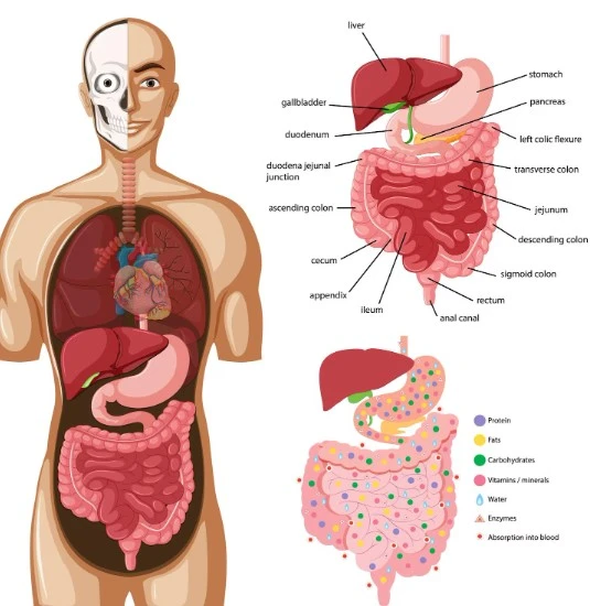 Digestive system illustration showing labeled human organs and digestion process