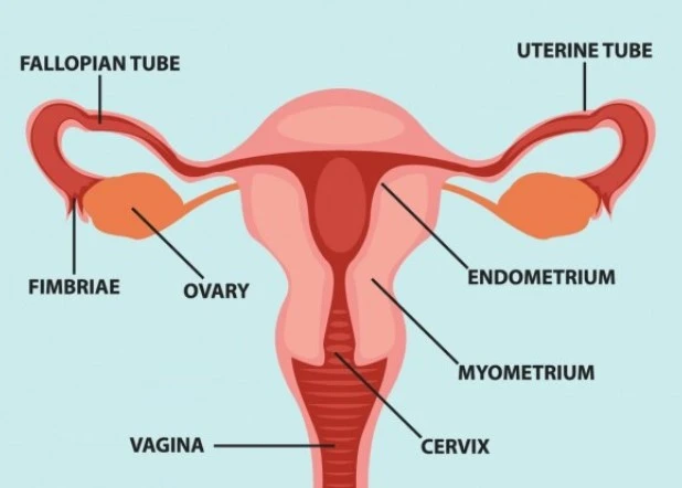 Female reproductive system illustration with labeled organs and parts